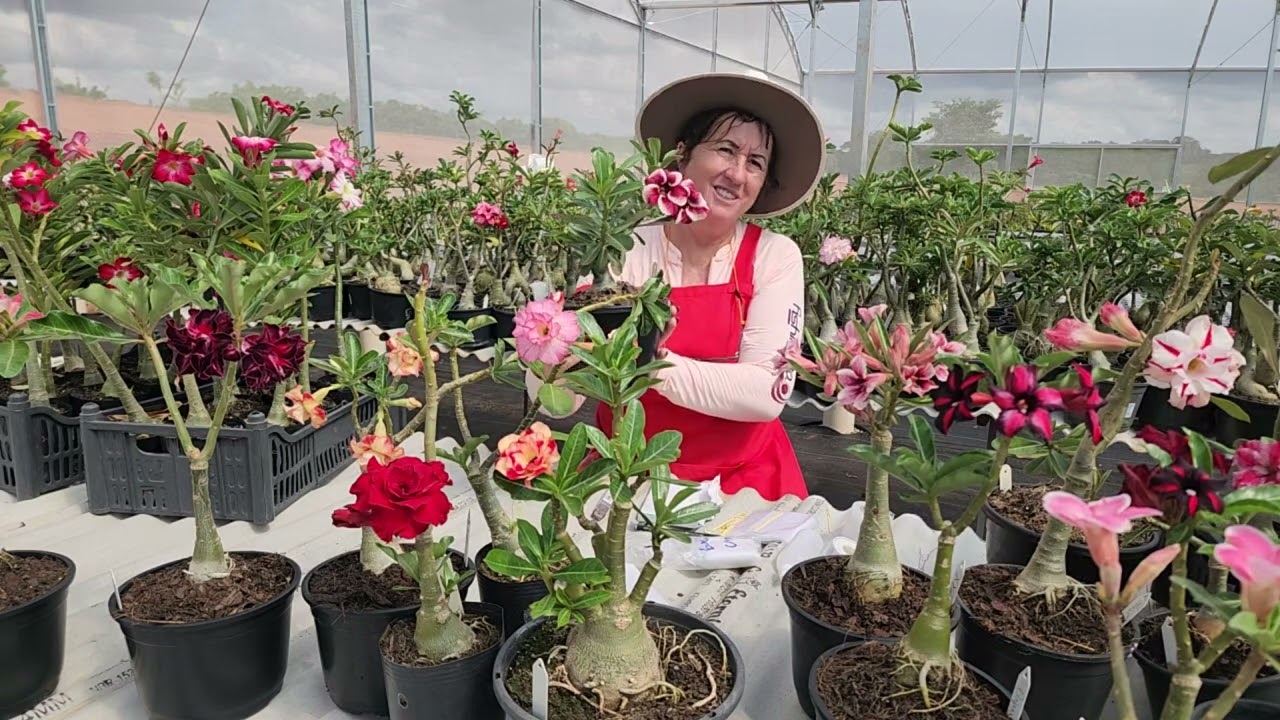 ENXERTIA DE ROSA DO DESERTO: VAMOS MULTIPLICAR