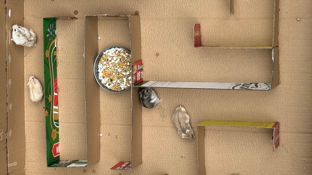 Hamster Có Tìm Được Thức Ăn Trong 3 Phút?Can My Hamster Find the Food in 3 Minutes? #hamster #cute 