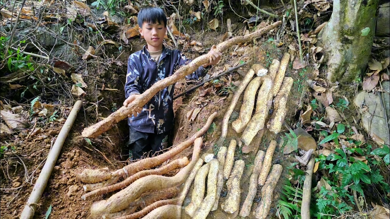 Nam goes into the forest to dig up super big, super cool wild cassava to cook - Nam's daily life