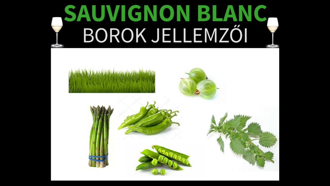 Sauvignon Blanc borkóstoló -  Fajta ismeret