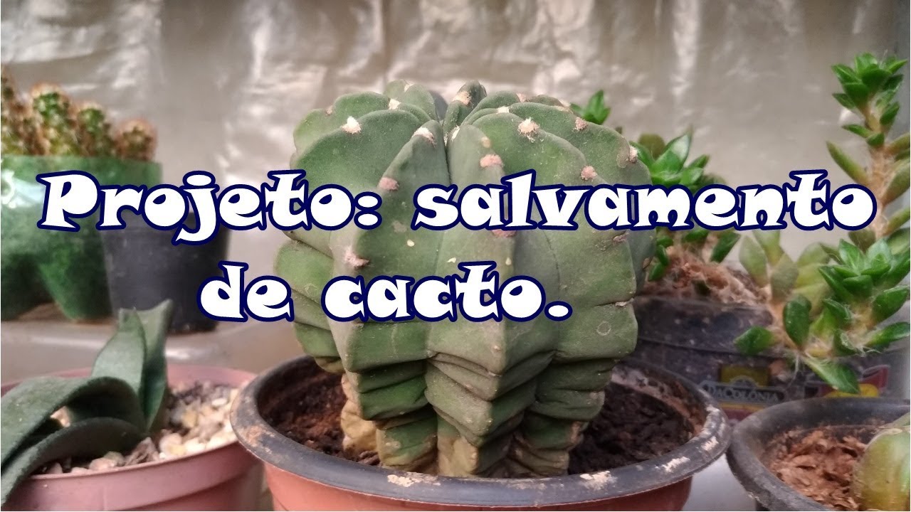 Replantando cacto com as raízes ensaboadas.