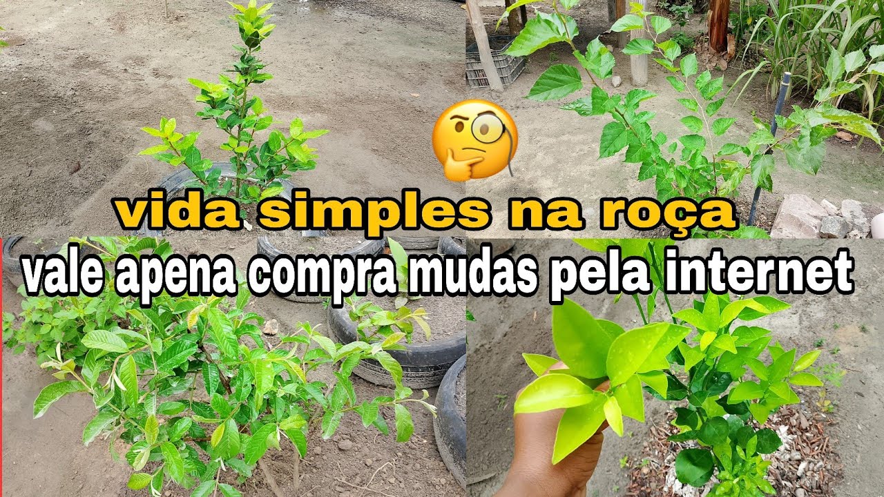 Comprei mudas pela internet e me surpreendi!😱 Vale apena? + Valores e dicas ) 