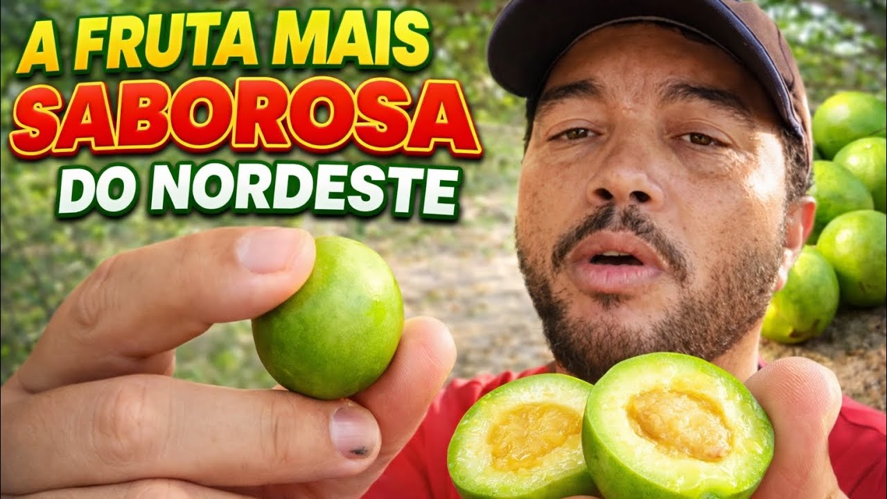 UMBU A FRUTA MAIS SABOROSA DO NORDESTE  
