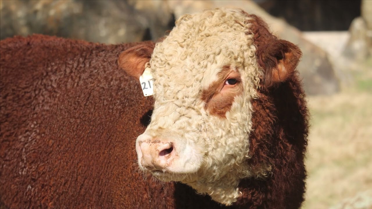 Nagenoeg Polled Herefords and Guest Sellers Sale 2023