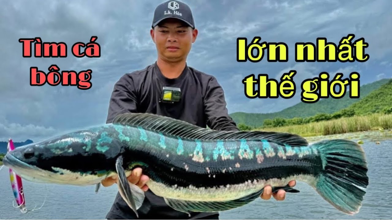 T&igrave;m C&aacute; B&ocirc;ng Lớn Nhất Thế Giới - Bị L&oacute;c B&ocirc;ng Tr&ecirc;u ( phần 2 )