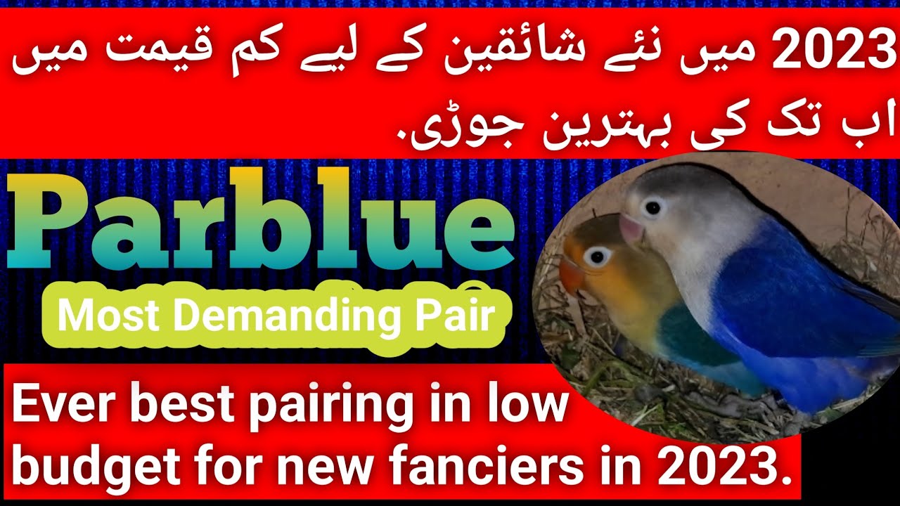Parblue ki sasti pairing | New fenciers k liye best pairing |