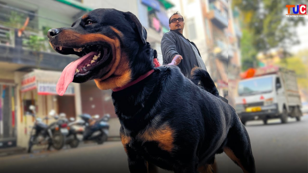 THE ROTTWEILER DOG | Dangerous or Friendly ? Complete Details in Hindi