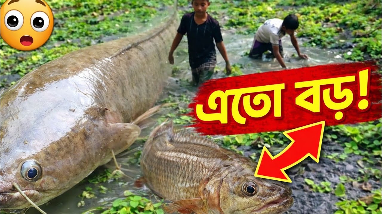 🐠🐠 ছোটো বেলার সৃতি। ছোটো বেলায় এই রকম কে কে মাছ ধরছেন। 