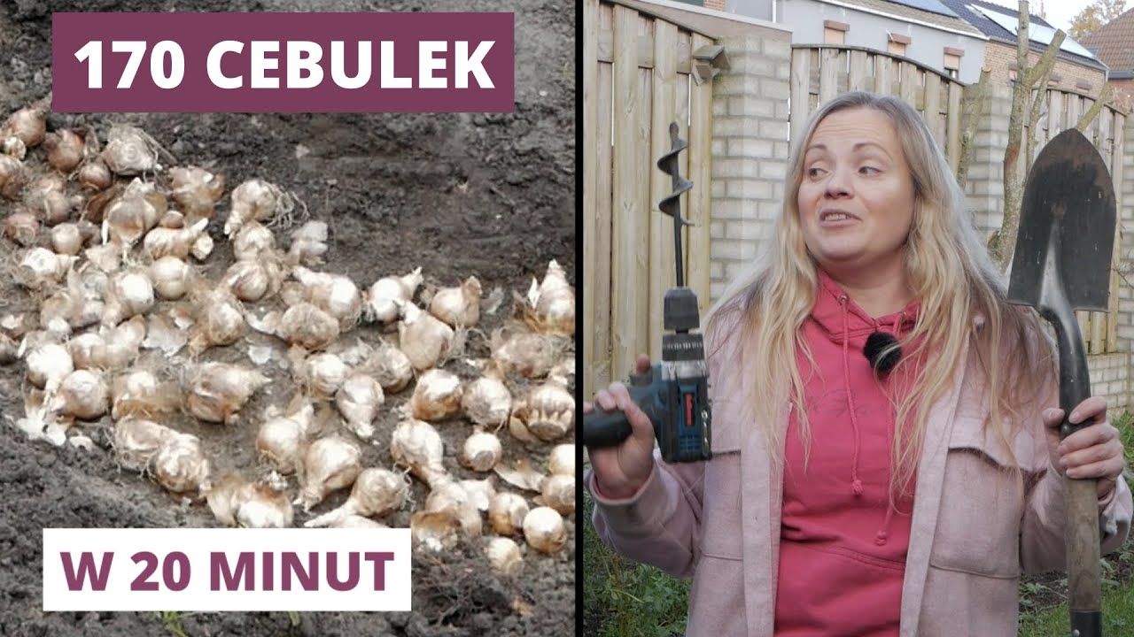 Grudzień czy jeszcze można sadzić cebulowe + dwie szybkie metody sadzenia / MrsGarden