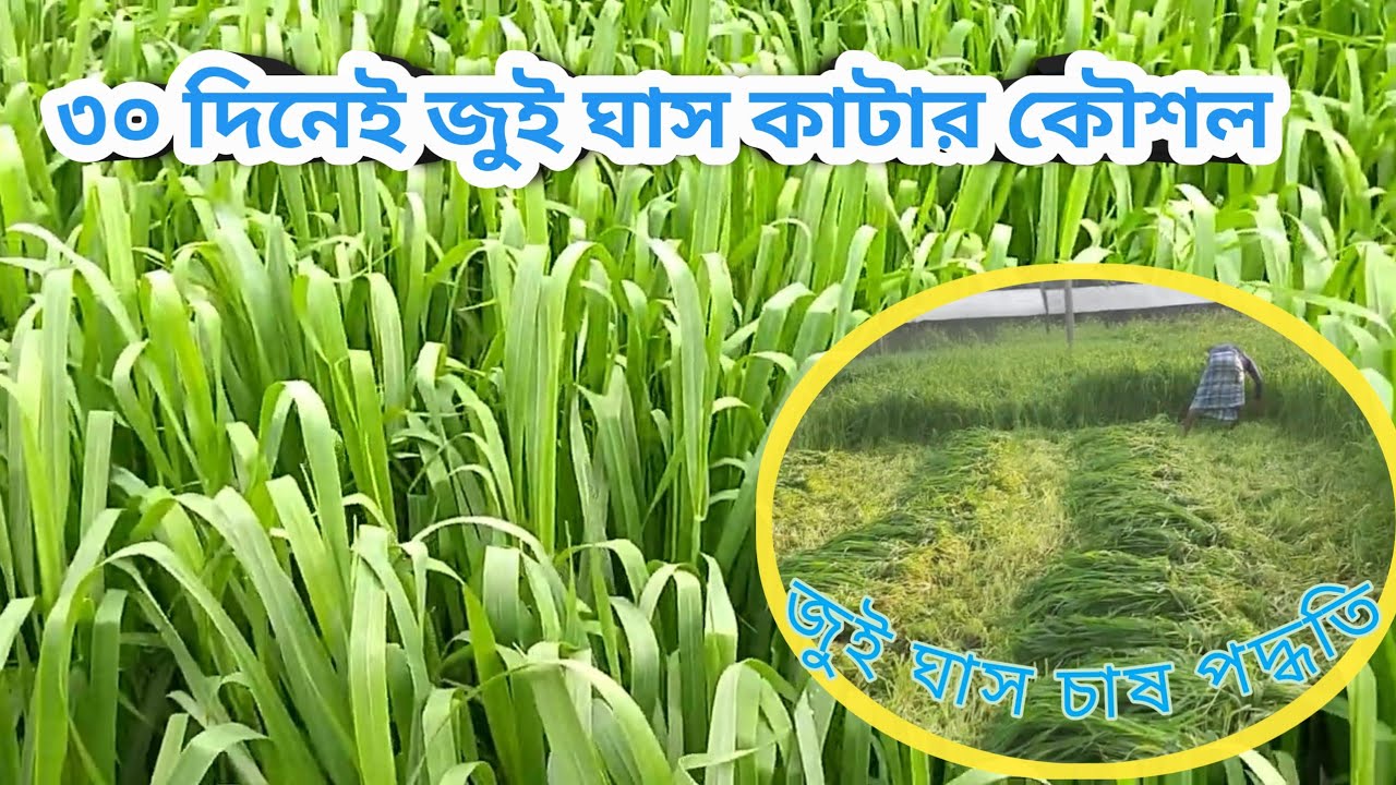 ৩০ দিনেই জুই ঘাস কাটার সঠিক পরিচর্যার নিয়ম | জুই ঘাসে সার প্রয়োগের সঠিক নিয়ম || #জুই_ঘাস 
