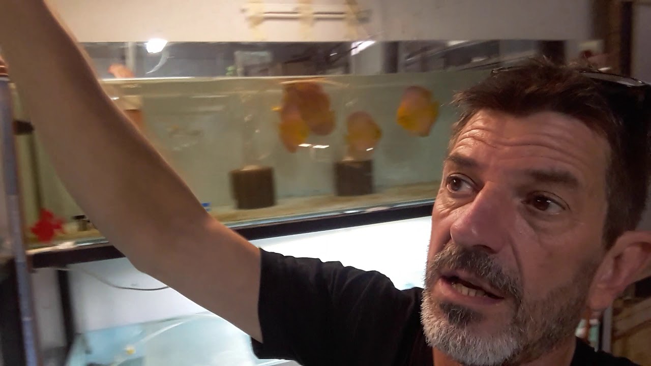 ALIMENTACION PEZ DISCUS - PARTE 4