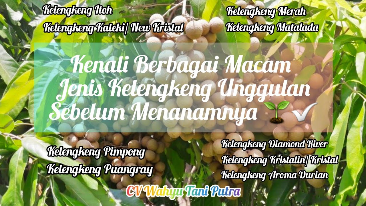 Kenali Berbagai Macam Jenis Kelengkeng Unggul Di Indonesia Sebelum Menanamnya