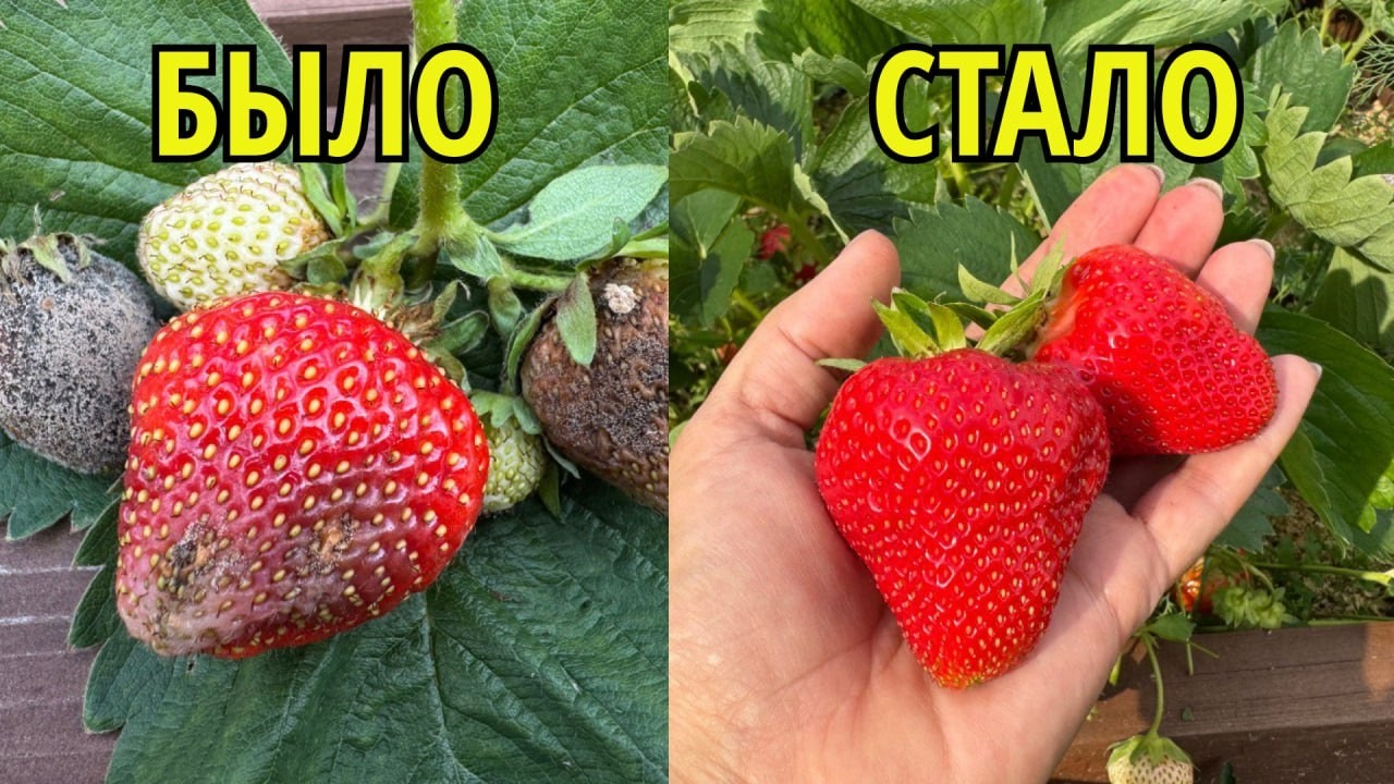СПАСАЮ КЛУБНИКУ ОТ ГНИЛИ, достаточно БЫСТРО И ЭФФЕКТИВНО, ягоды красивые и вкусные