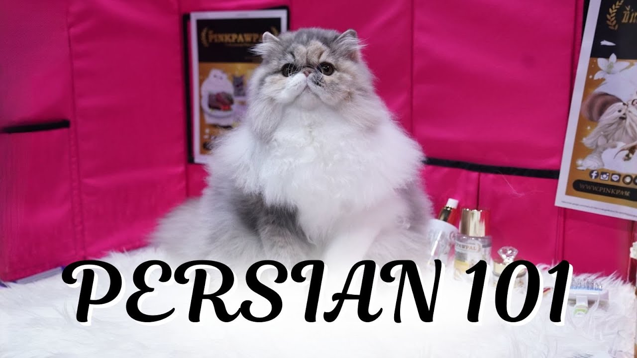 Persian Cat Grooming & CFA Show Standards | Pinkpawpal