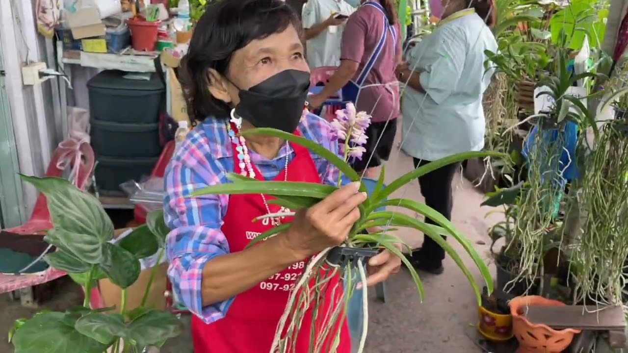 EP.2 ตลาดต้นไม้ไก่คู่ กล้วยไม้ ตัวท๊อป ออกดอกเก่ง กลิ่นหอม presented by ร้านสุมาลีกล้วยไม้ (ป้าอ้วน)