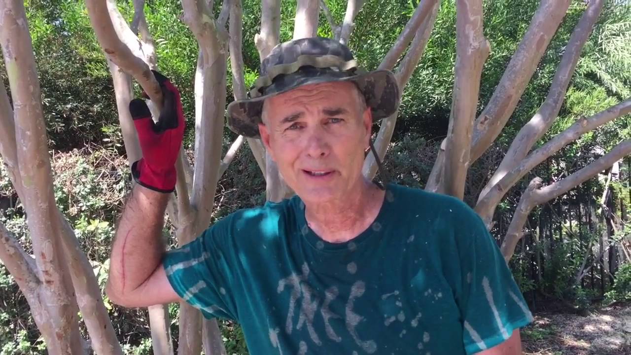 Olive Trees Artistic Lacing by Gary Walker, The Tree Whisperer