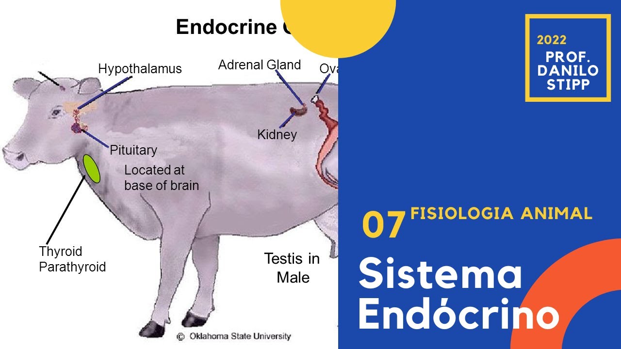 Aula 07 - Sistema Endócrino 2022