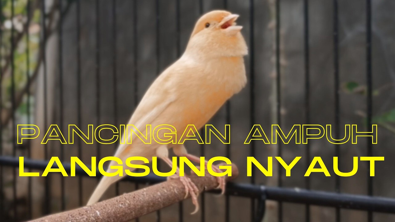 Pancingan Ampuh untuk Kenari Muda Agar Cepat Gacor Cocok untuk Terapi Kenari Macet Bunyi !!