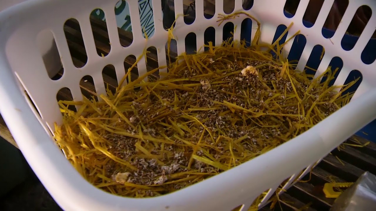 Northern Gardener - How to grow Oyster Mushrooms