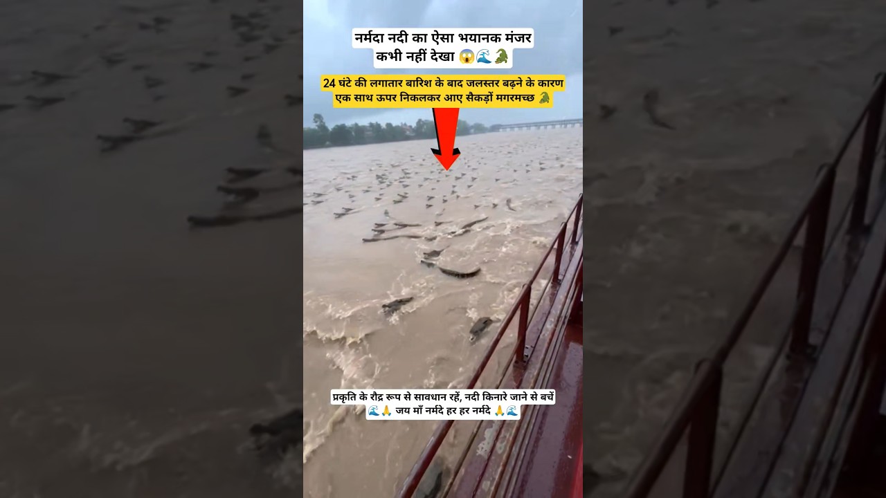 बारिश के बाद माँ नर्मदा का भयावह दृश्य 😱🌊🐊 #maanarmada #naturaldisaster #monsoon #crocodile #narmada