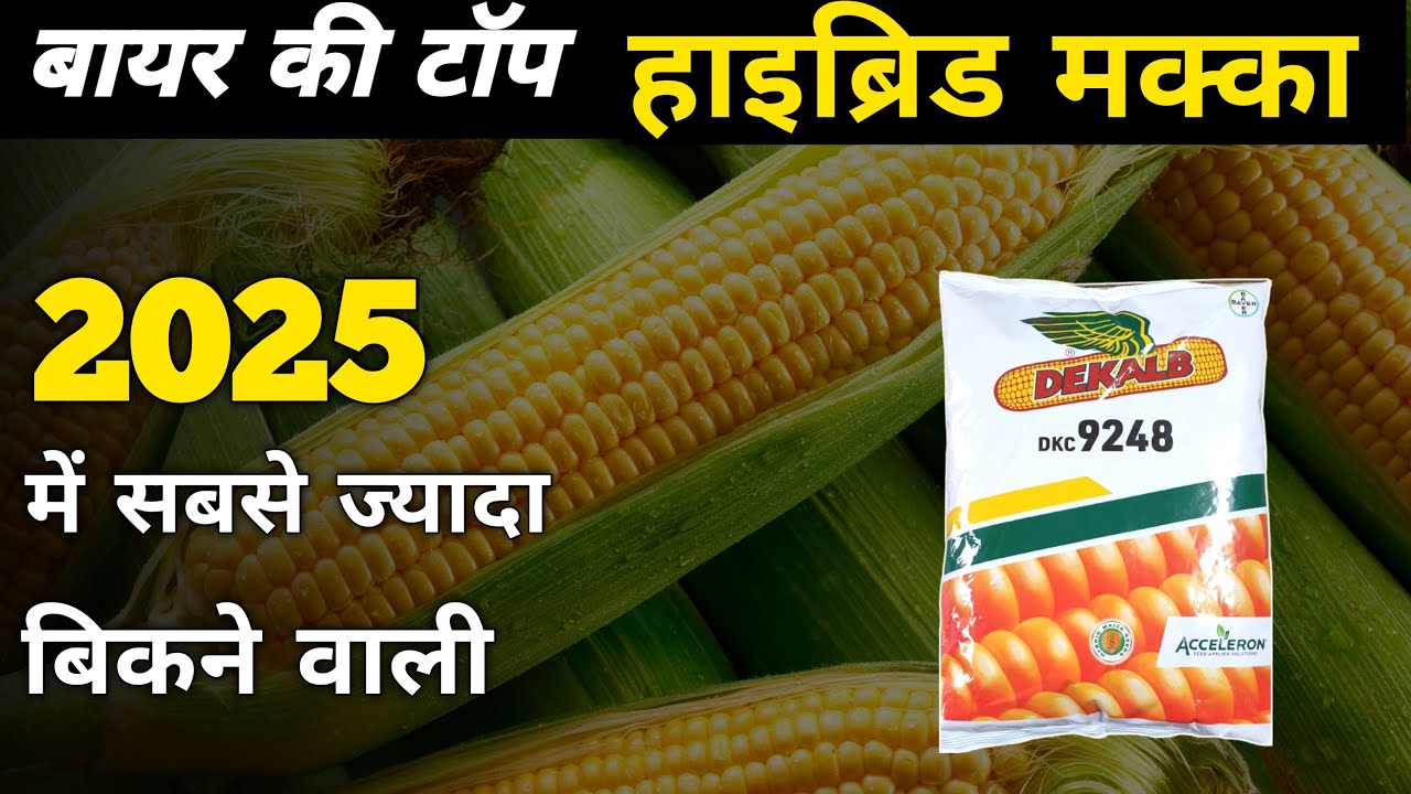 🌽Bayer DeKalb Maize Seeds🤯इसके आगे सब फेल ✅ Best Corn Seed for Farmers💯