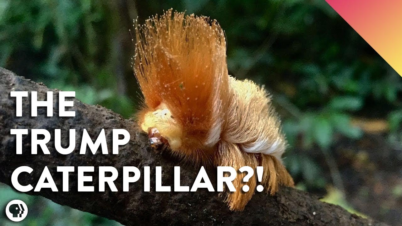 This Rainforest Caterpillar Looks Like Donald Trump