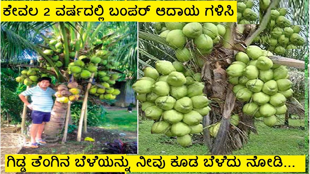 ಗಿಡ್ಡ ತೆಂಗಿನ ತಳಿ ಸಸಿಯ ಬಗ್ಗೆ ಮಾಹಿತಿ  / ಗಿಡ್ಡ ತೆಂಗು/  DWARF COCONUT PLANT IN KANNADA