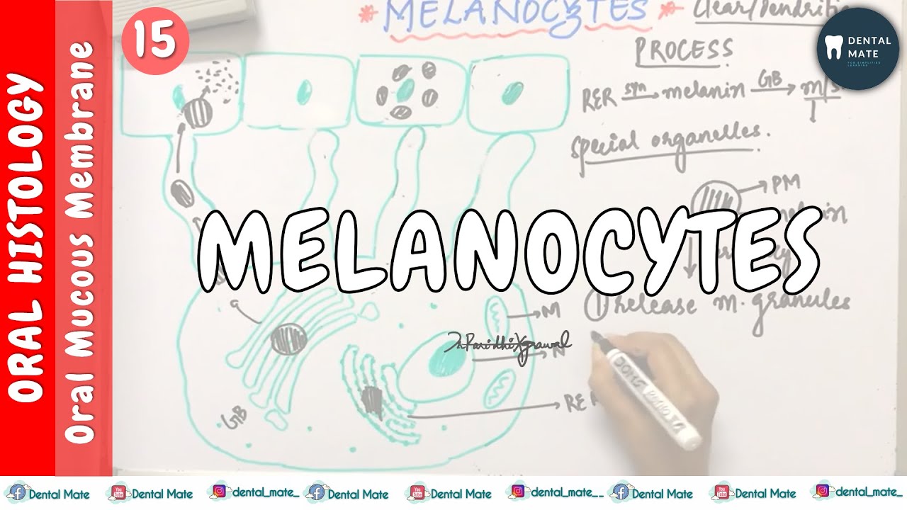 Melanocytes | Non-keratinocytes | OMM | Dr Paridhi Agrawal