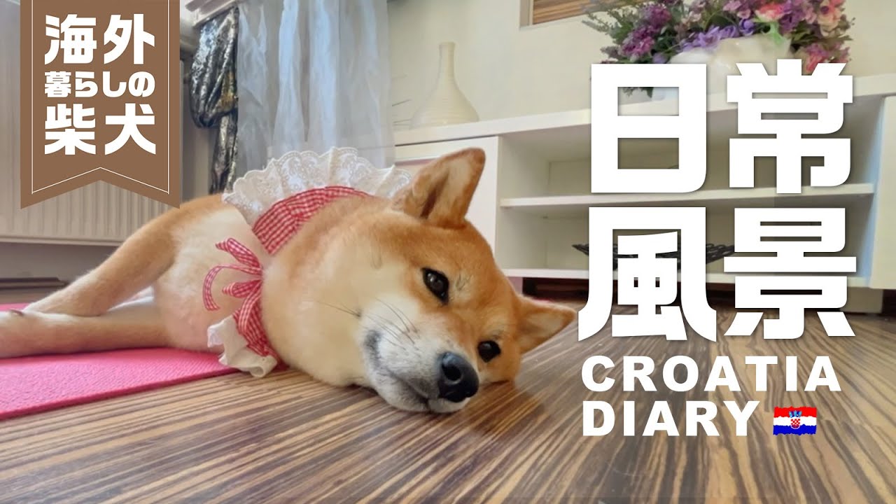 【クロアチア生活】柴犬ももっぷのマイペースな日常【Shibainu’s Croatian life】