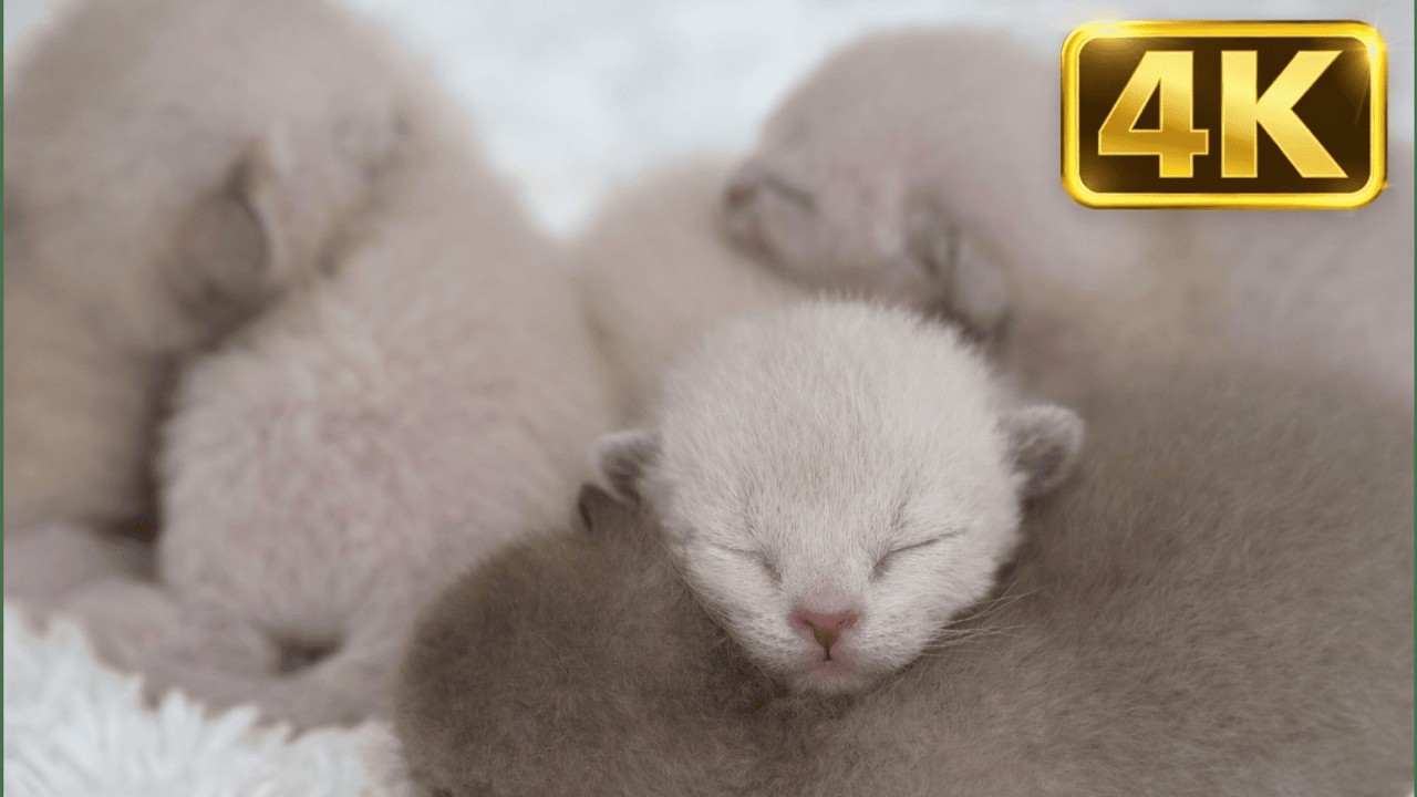 Animal in 4K Kitten