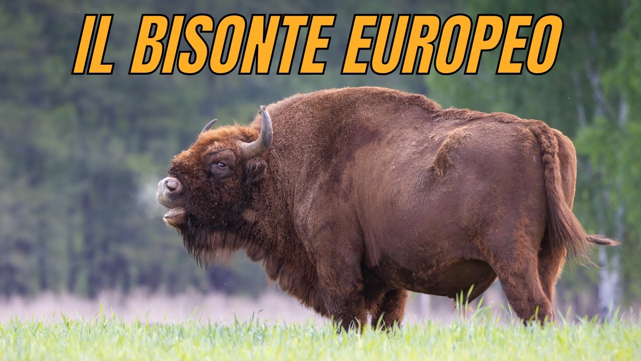 IL BISONTE EUROPEO 🦬 Il gigante della foresta