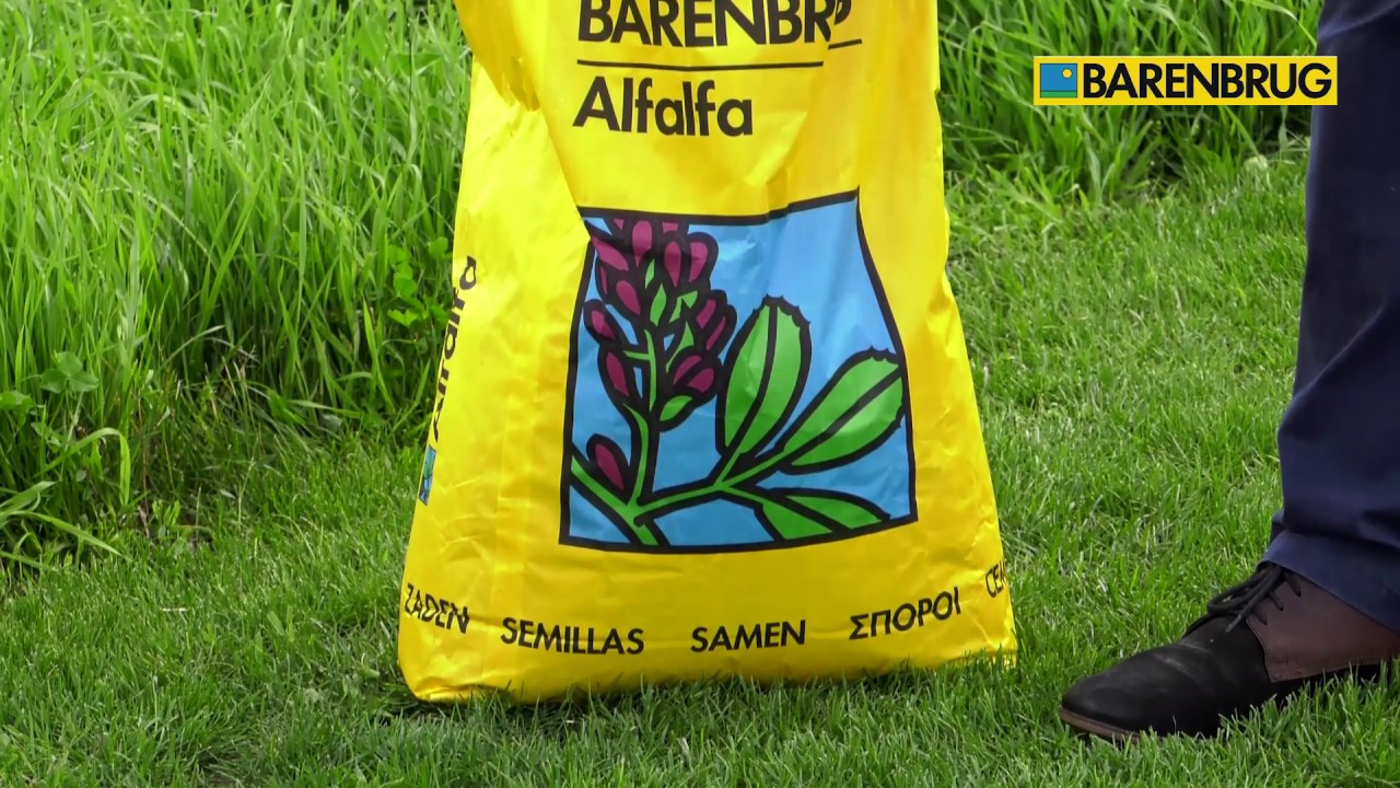 Barenbrug Lucerna Yellow Jacket- Otoczkowane nasiona wysoką ilością  bakterii z grupy Rhizobium.