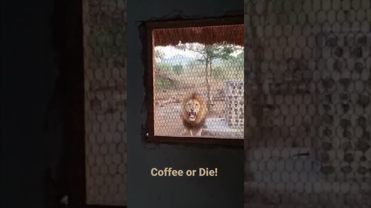 Lion Charge! Angry lion interrupting morning coffee😅. #camplife #lioncharge #roar #animalencounters