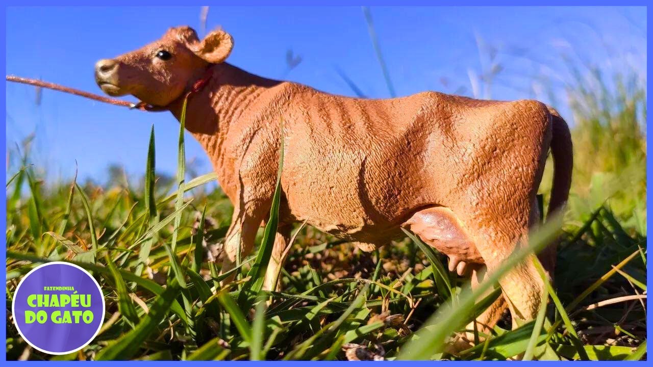 FANTÁSTICO! CHEGOU A NOVA VACA JARSEY #chapeudogato