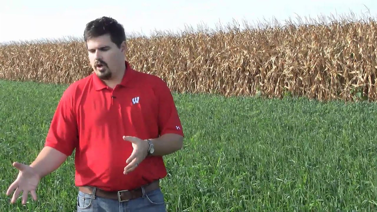 Cover Crops Following Winter Wheat or Corn Silage Harvest