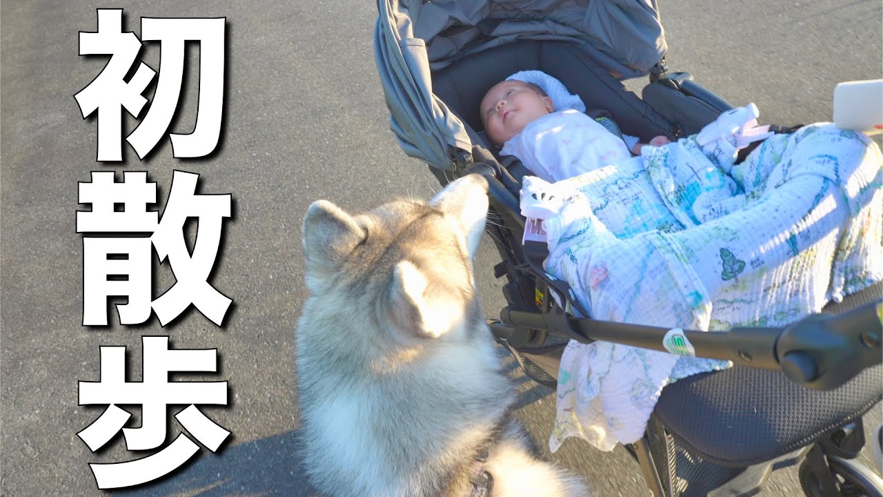 赤ちゃんを見守りながら初めてのお散歩をサポートする愛犬が優し過ぎました・・・