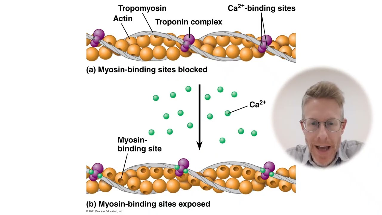 BohnsBioBasics 3 Muscle Contraction