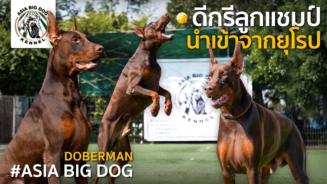 Doberman สุดเท่ ของแท้ นำเข้าจากยุโรบ