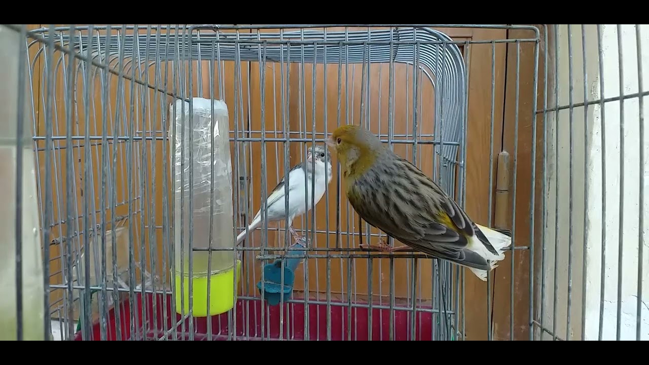 تزاوج الكناري في ,  الشتاء  hand singing