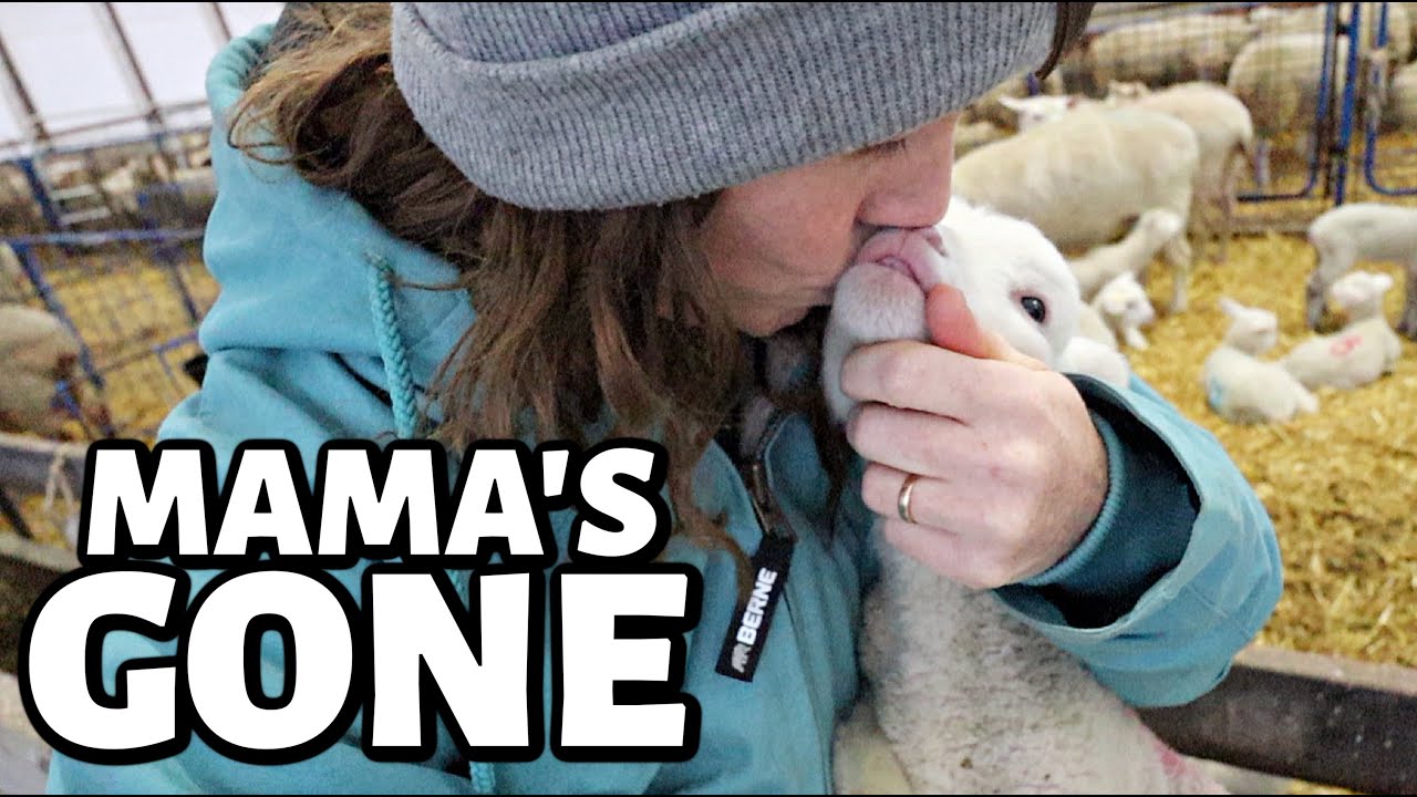 Our foster mama didn't make it.💔 | Vlogmas 2022 | Vlog 652