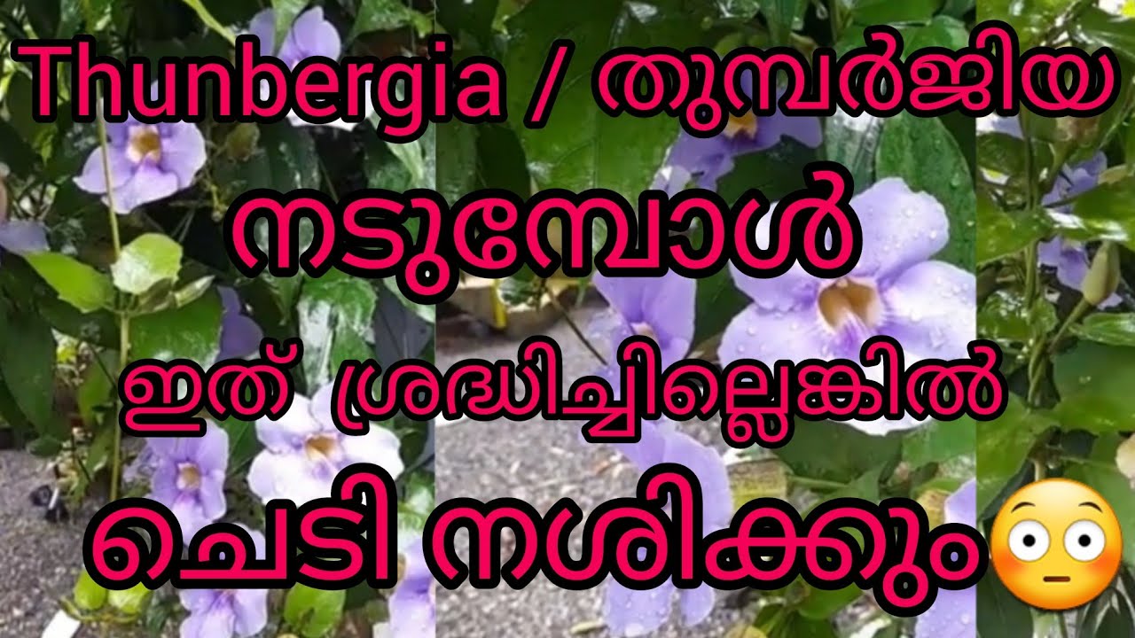 THUNBERGIA  PLANT PROPOGATION# EASY METHOD💜💜💜💜💜/ PLANTS  AND POTS