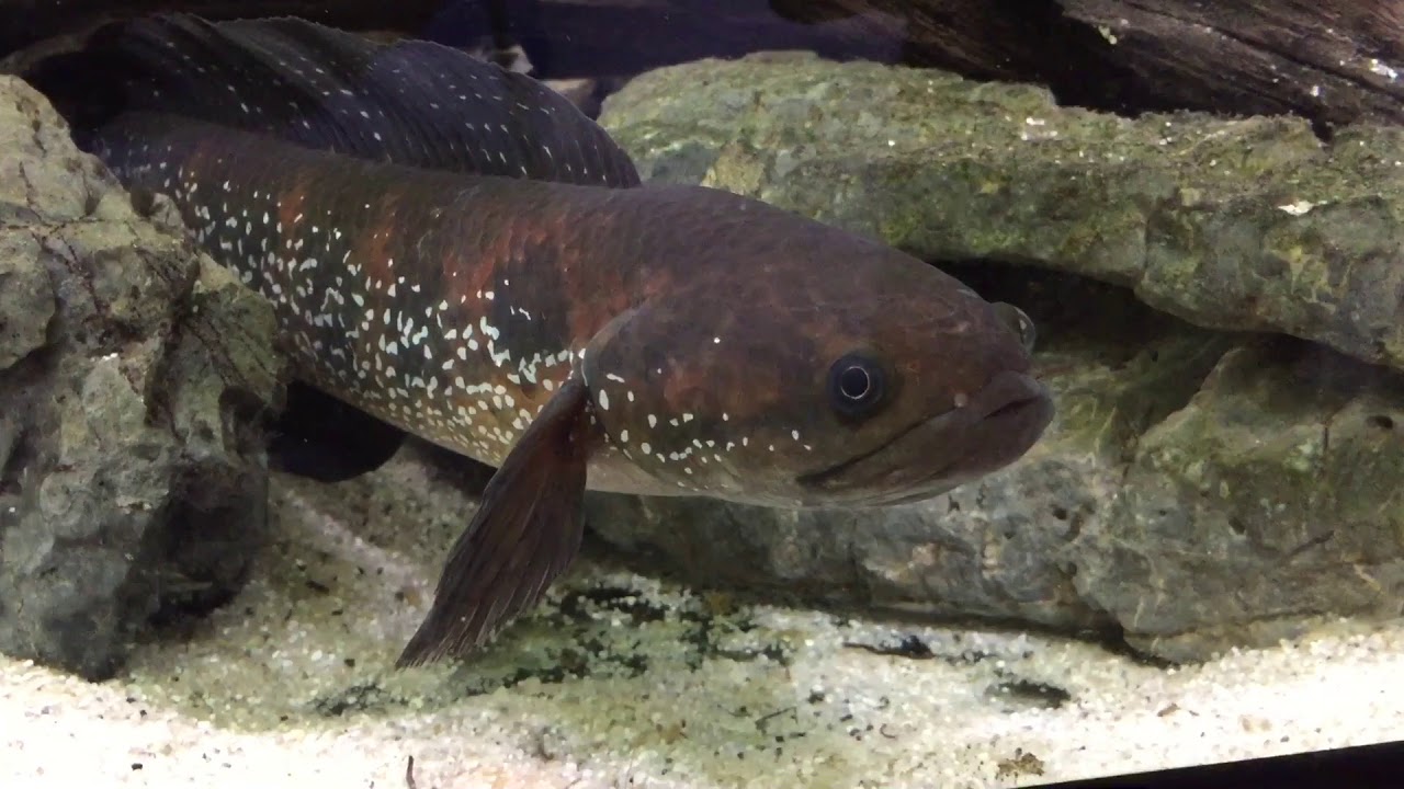 3 generations of channa asiatica