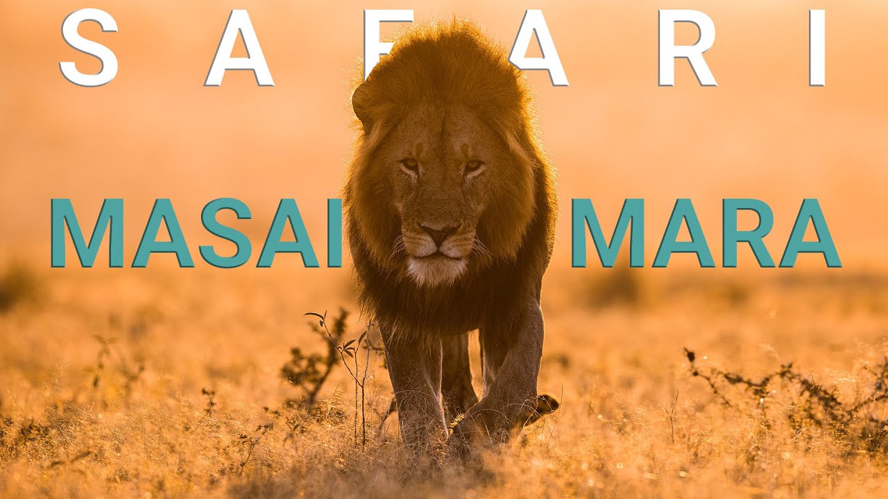 Safari in the Conservancies of the Masai Mara in Kenya - Roaring lions in 4K