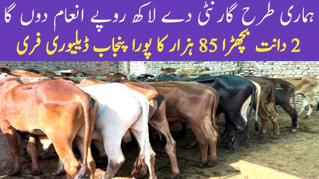 Sacrifice Farming Business 2023|How to Start Calves and Katta Farming||Qurbani Tips