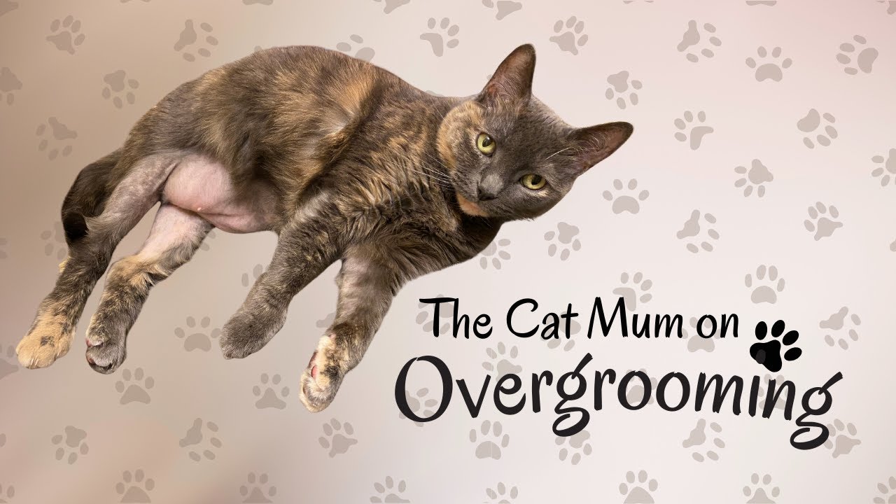Overgrooming in Cats: What It Looks Like & How I Help My Cat Cope
