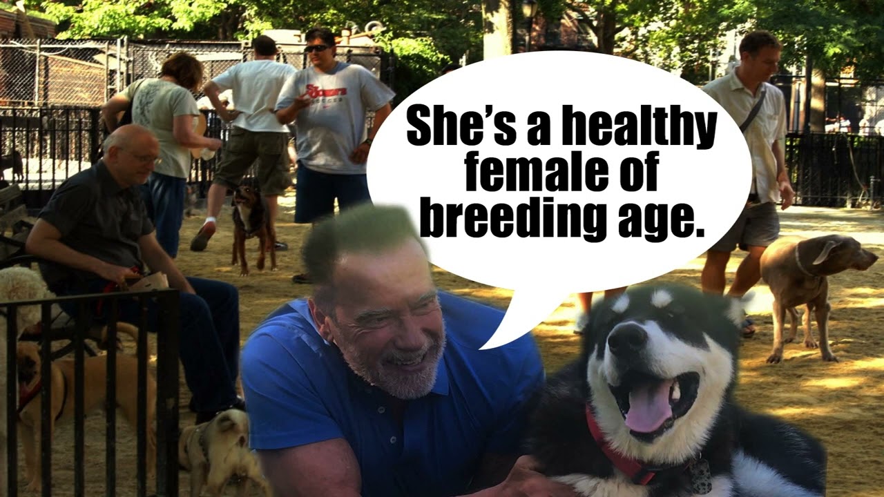 Arnold Accidentally Shoots His Dog