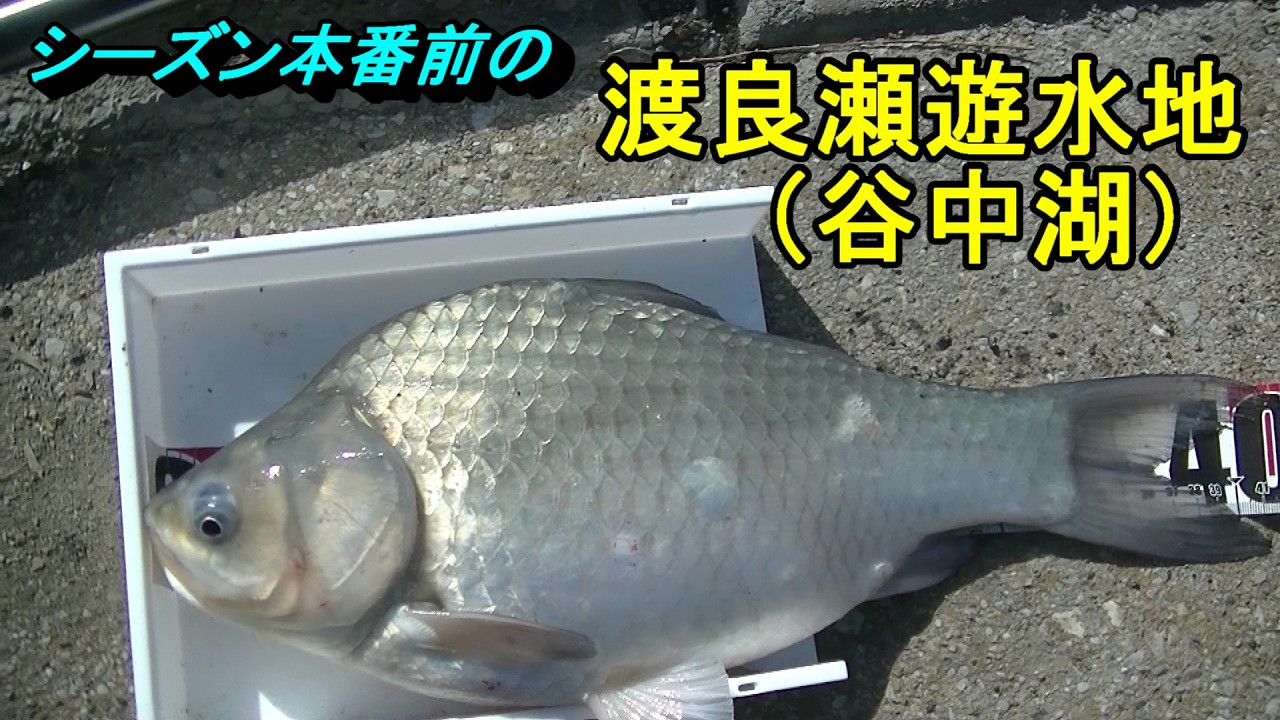 渡良瀬遊水地（谷中湖）　2026年3月1日㈰