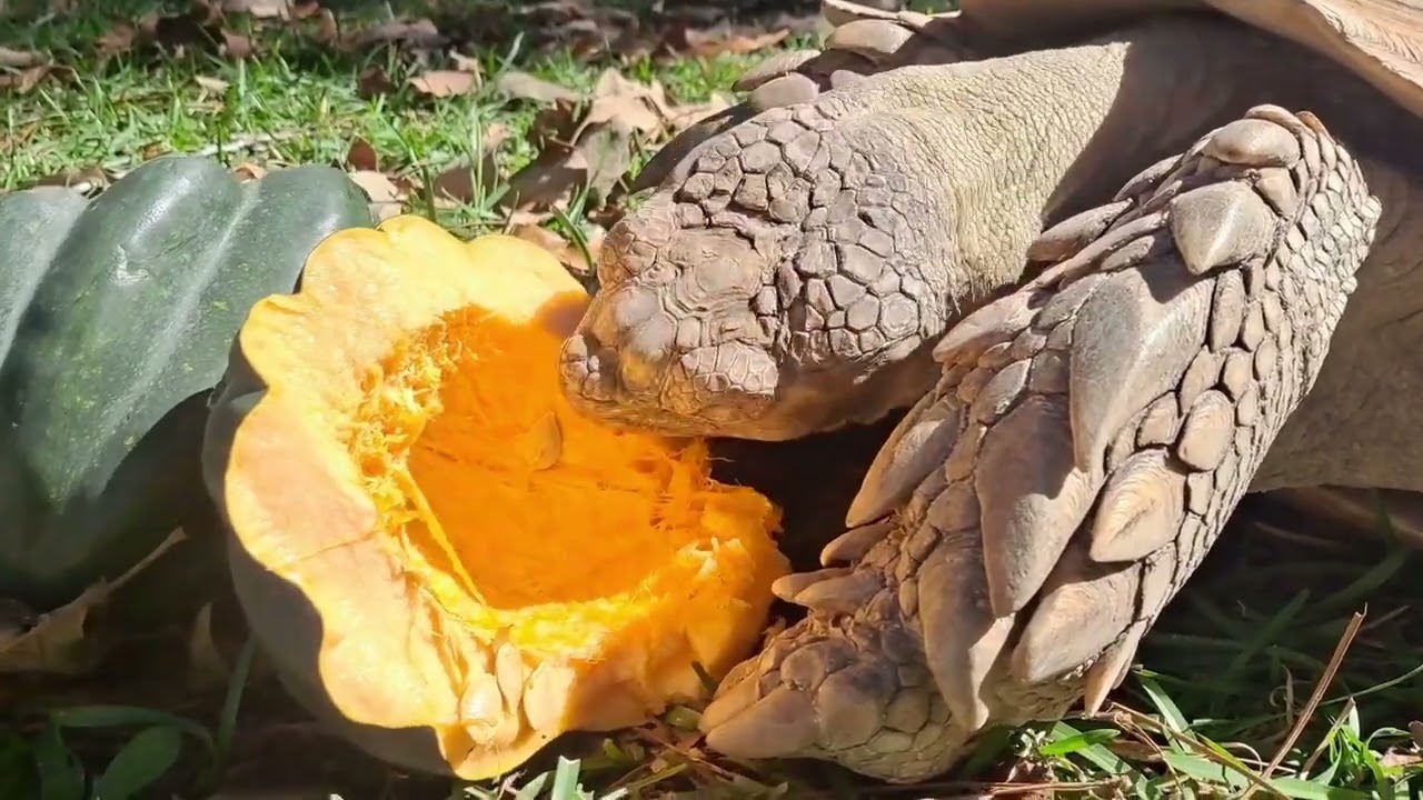 Spike eating an acorn squash