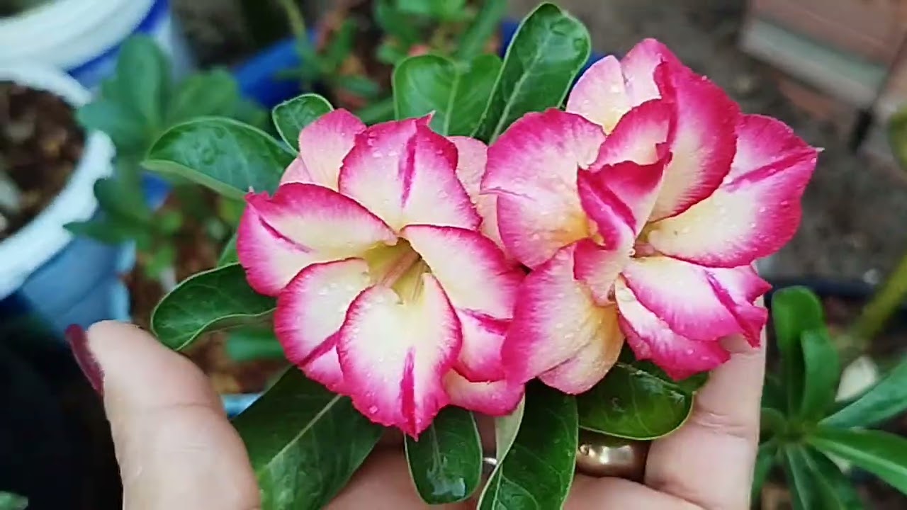 ###rosa do deserto 🏜️🏜️🌺 vamos aquela votinha que. meus amigos gosta🌺🌺