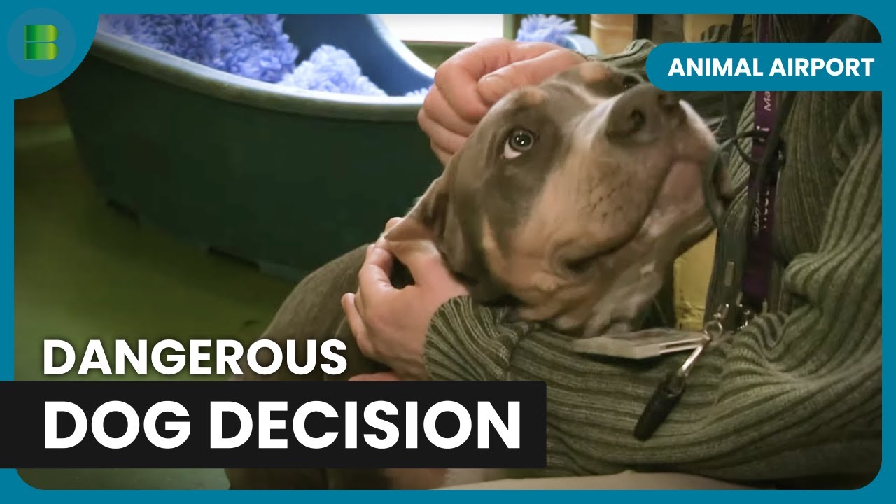 Police Assess Possible Pitbull! - Animal Airport - Animal Documentary